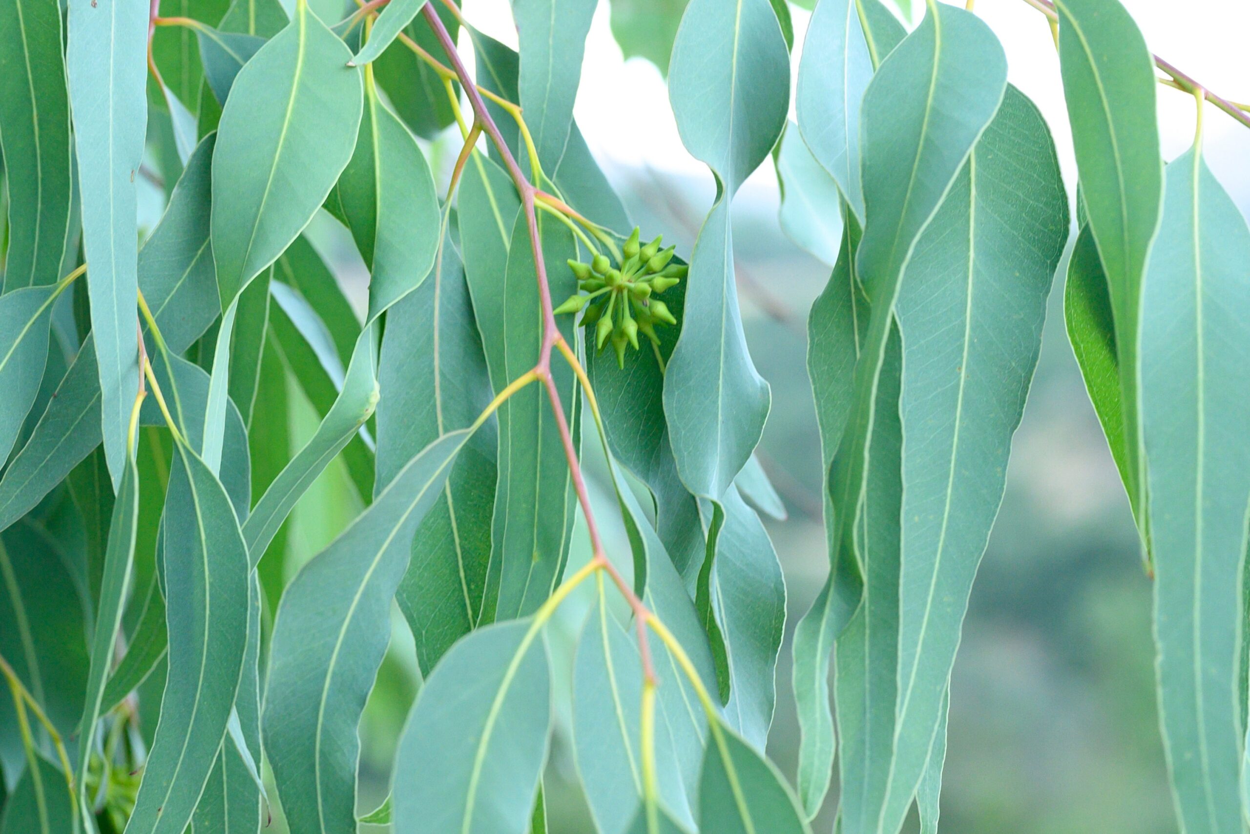 gum leaves